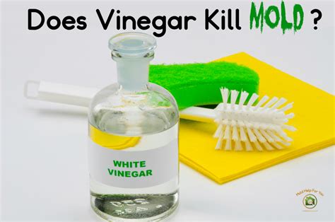 Does vinegar kill mold. Things To Know About Does vinegar kill mold. 